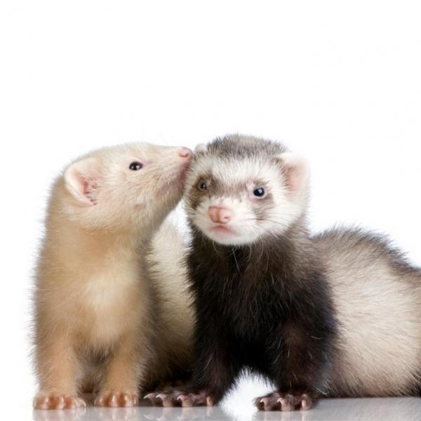 img_the_most_common_ferret_diseases_and_health_problems_2473_600