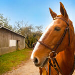 Featured Charity:  Pegasus Therapeutic Riding Academy