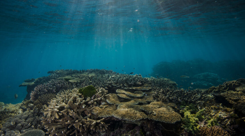 Featured Charity: Barrier Reef Foundation