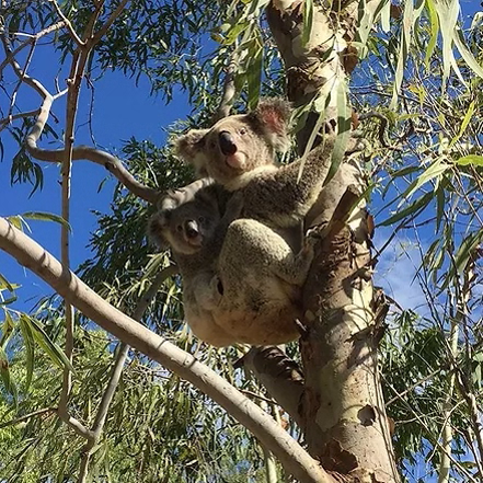 Happy koalas ☺️ _magneticislandkoalahosp